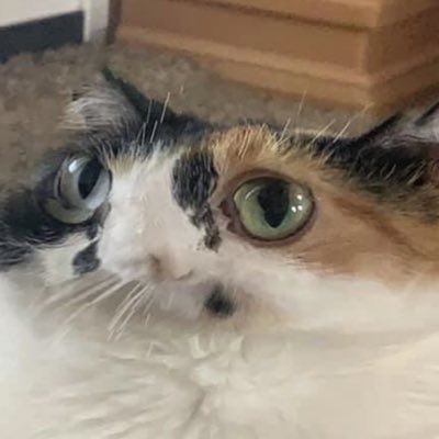 tr4shbabey's tweet photo. hello mutuals, i'm p much not using this account at all now and living on my alt so if you see yourselves followed by a random locked account with this profile pic, it's me! you're welcome to follow with your own alts if you'd like, no hard feelings if not x https://t.co/bIA3uGFbJ4