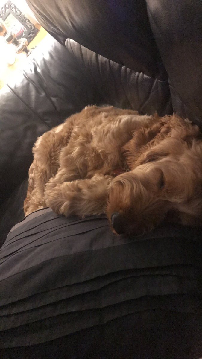 donnadean30's tweet photo. Tired Boy after his first birthday celebrations 😍 my 4 legged  best friend 🐶 https://t.co/8owY048b5n