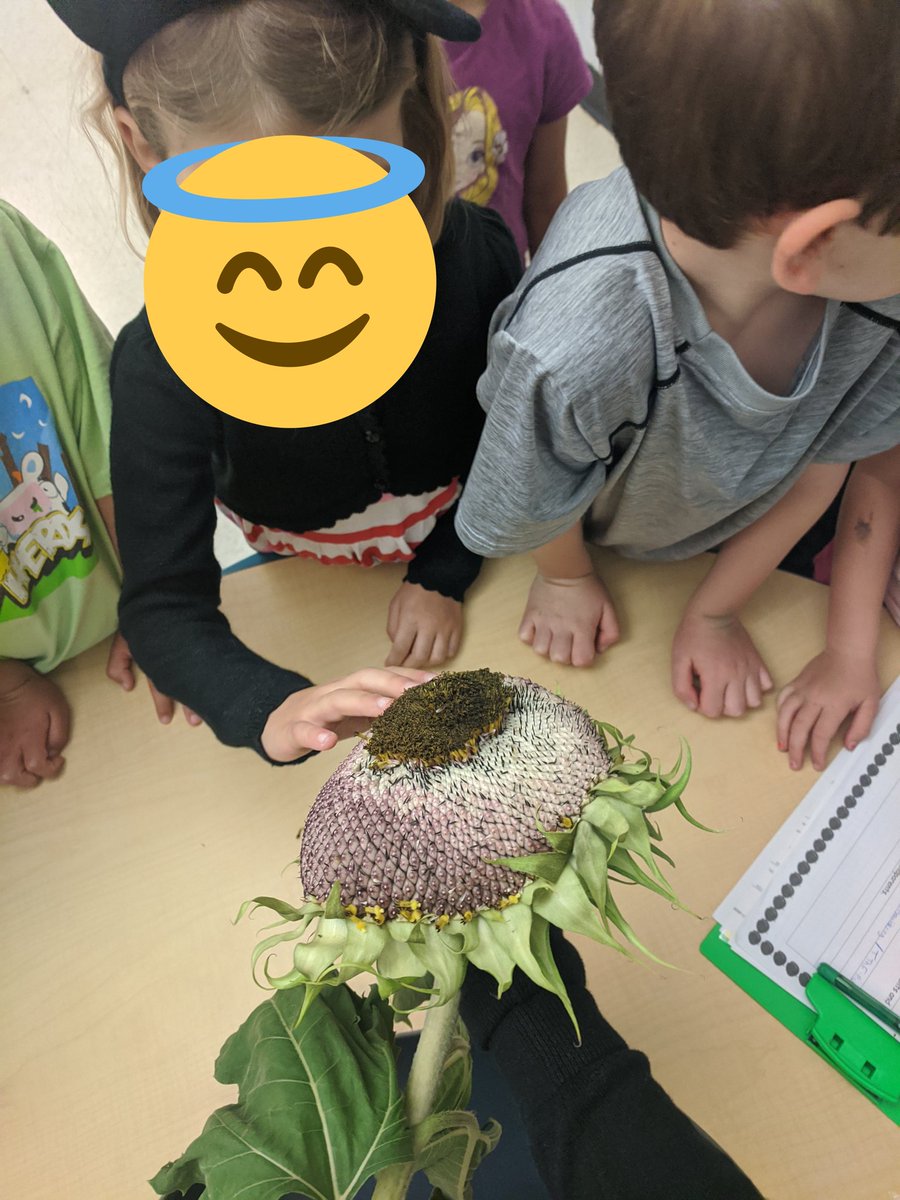 MmeMichaudClass's tweet photo. Un de nos objectifs #TerryFox40 à rapport aux tournesols. Donc j'ai apporté une de mes tournesols de mon jardin! On a touché, observé et découvert avec cette fleur ce matin! Pas mal intéressant! https://t.co/9JvurN4WIT