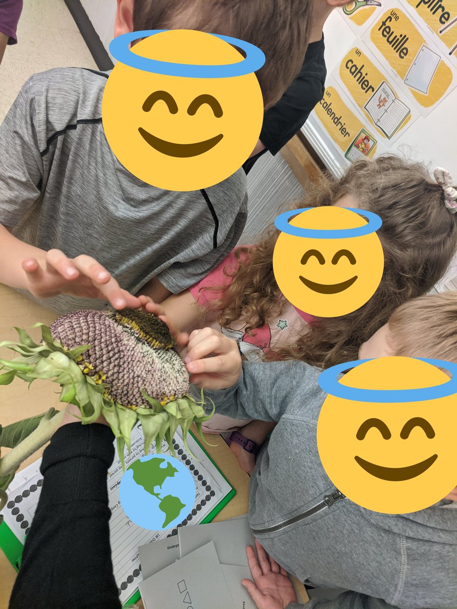 MmeMichaudClass's tweet photo. Un de nos objectifs #TerryFox40 à rapport aux tournesols. Donc j'ai apporté une de mes tournesols de mon jardin! On a touché, observé et découvert avec cette fleur ce matin! Pas mal intéressant! https://t.co/9JvurN4WIT