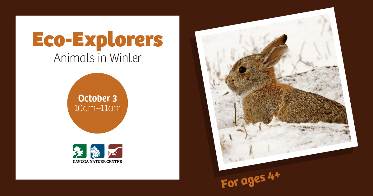 CayugaNature's tweet photo. This Saturday at the #NatureCenter we’ll look at the creative adaptations animals use to survive through a winter in New York - Join us!

Learn more and sign up at:
https://t.co/JxVsxh3siK 

#EcoExplorers #AnimalsInWinter #IthacaNY https://t.co/jTydFk3Iiz