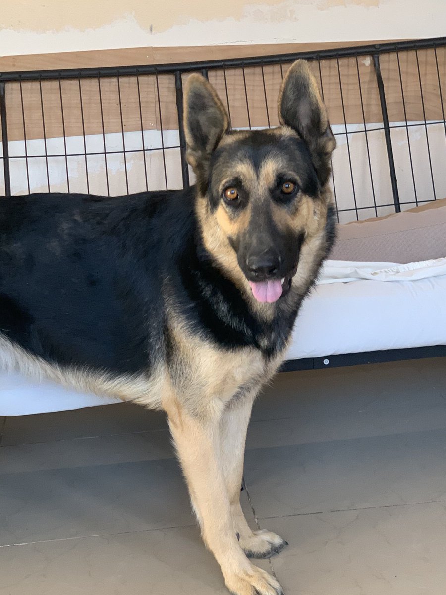 Remember how I waited for the PS5? Yea the VLOG was ass, also this my German Shepherd - WAITED 14 HOURS youtu.be/C2n9t3reVsE