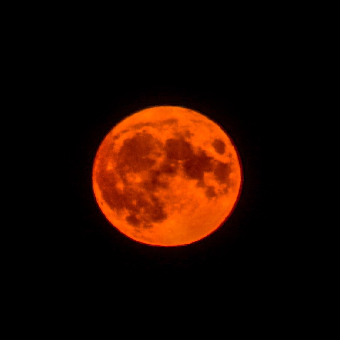 Veronica in the Fens 🧚🏼‍♀️ My Heart in Nature tweet media