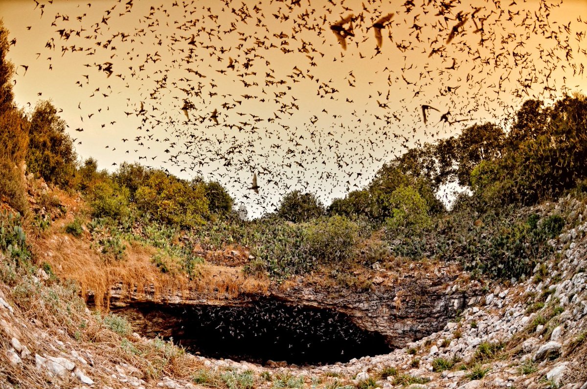 Bat_Week's tweet photo. #OctoberIsForBats 🦇❤️🦇❤️
📷Jonathan Alonzo/Bracken Cave Preserve
Photo courtesy of Bat Conservation International https://t.co/fdtpmTKRep