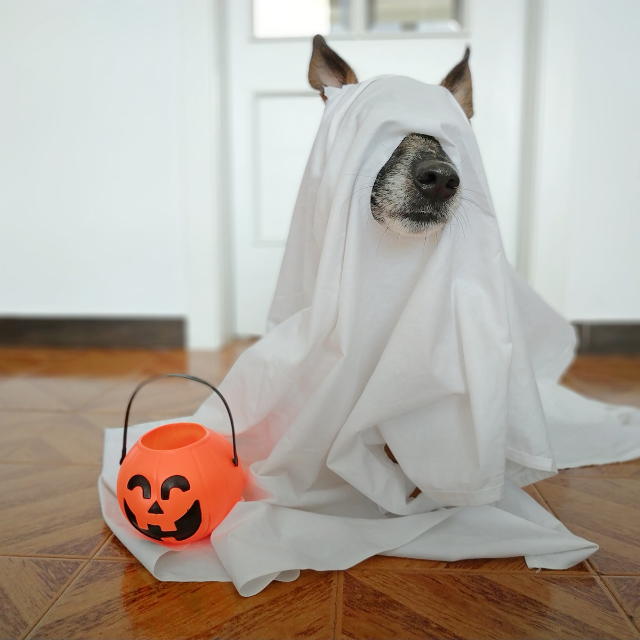 paceAEMIN's tweet photo. Happy #Spooktober darlings! We love us a fun spooky season and are so excited for our upcoming events!
••
P.S. Remember to keep a lookout for all the #gabaghouls on the loose👻 Comment if you get the reference😉 https://t.co/rTe3l9RxHE