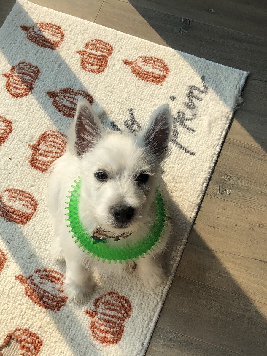 Holly Villamagna tweet media