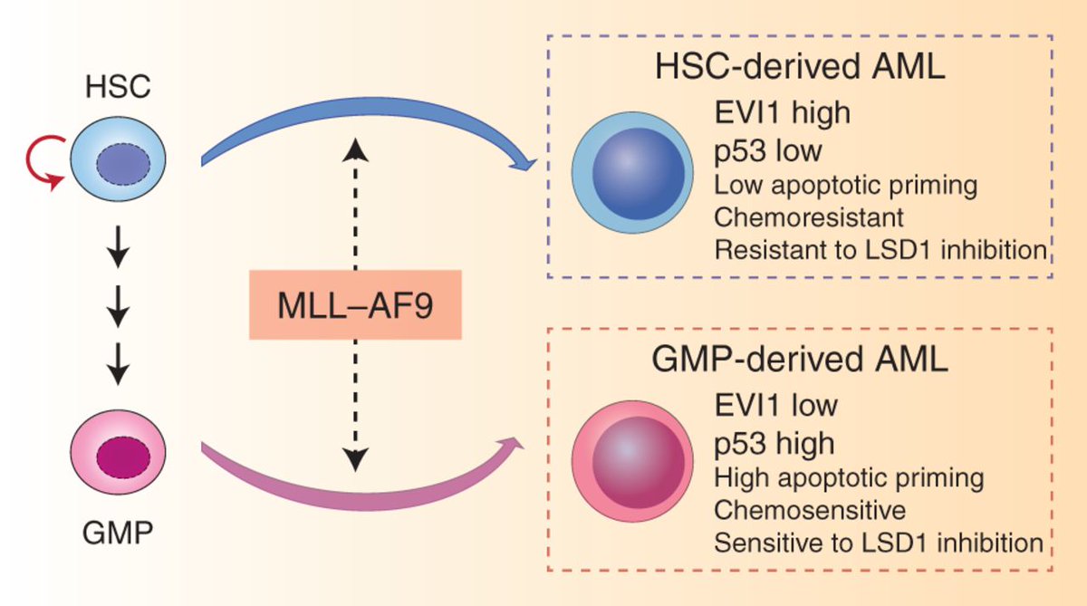 Jian Xu (@jianxulab) on Twitter photo Very pleased to highlight the interesting study by <a href="/shengfcai/">Sheng Cai</a> <a href="/Armstrong_dfci/">Scott Armstrong</a> <a href="/rosslevinemd/">Ross Levine</a> out today <a href="/CD_AACR/">Cancer Discovery</a>
cancerdiscovery.aacrjournals.org/content/10/10/…
Therapy Response and Outcome Explained by Leukemia Cell of Origin cancerdiscovery.aacrjournals.org/content/10/10/…
<a href="/CRI_UTSW/">Children’s Research Institute at UT Southwestern</a> <a href="/JianXuLab/">Jian Xu</a> @UTSWNews <a href="/imsmd/">I-Mei (Emay) Siu</a> <a href="/ElizSMcKenna/">Elizabeth McKenna</a> Very pleased to highlight the interesting study by <a href="/shengfcai/">Sheng Cai</a> <a href="/Armstrong_dfci/">Scott Armstrong</a> <a href="/rosslevinemd/">Ross Levine</a> out today <a href="/CD_AACR/">Cancer Discovery</a>
cancerdiscovery.aacrjournals.org/content/10/10/…
Therapy Response and Outcome Explained by Leukemia Cell of Origin cancerdiscovery.aacrjournals.org/content/10/10/…
<a href="/CRI_UTSW/">Children’s Research Institute at UT Southwestern</a> <a href="/JianXuLab/">Jian Xu</a> @UTSWNews <a href="/imsmd/">I-Mei (Emay) Siu</a> <a href="/ElizSMcKenna/">Elizabeth McKenna</a>