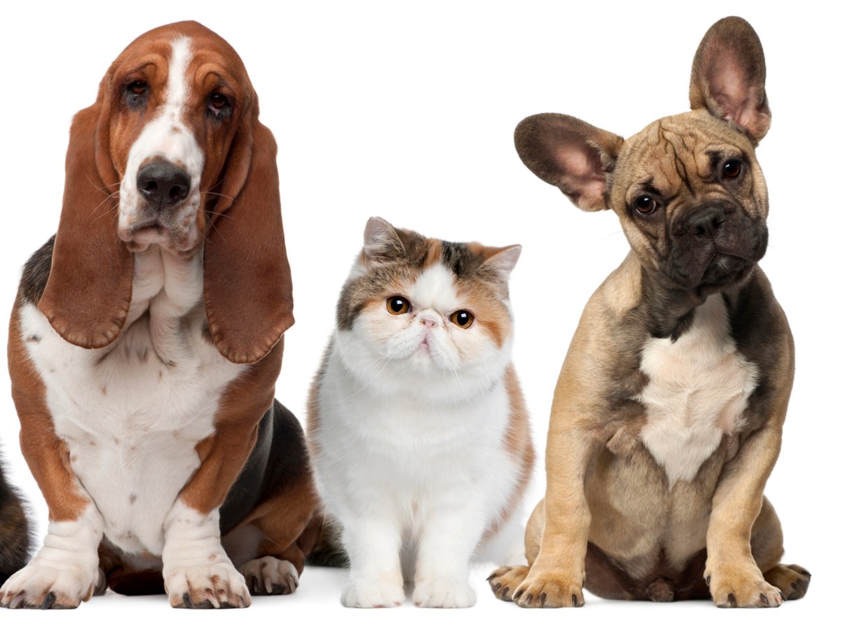 CBSNewsColorado's tweet photo. CSU Teams Up With Dumb Friends League For Drive-Thru Pet Vaccine Clinic https://t.co/gNSXTLqL02 https://t.co/yoJoj1NdEm