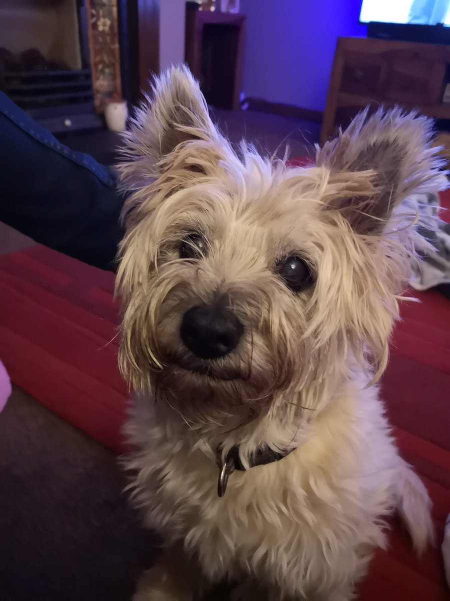 binary_bob's tweet photo. @tifflangston They're the best. Here's mine - a 13yr old tripod - Connie https://t.co/DFzRy7ccRY