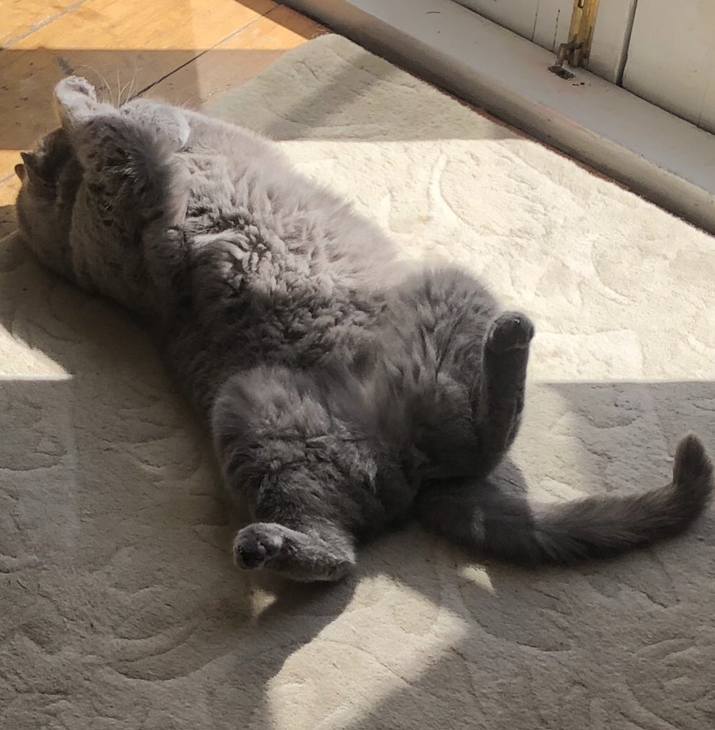 beckeleven's tweet photo. It is with swollen crying eyes I have to say PussPuss was run over and killed on Wednesday. I’d seen him just ten mins before. He used his last breaths to get home to me, we raced to the vet but his injuries were not survivable. I’m broken as you can imagine. He was my rock. https://t.co/U1YiHG9bF6