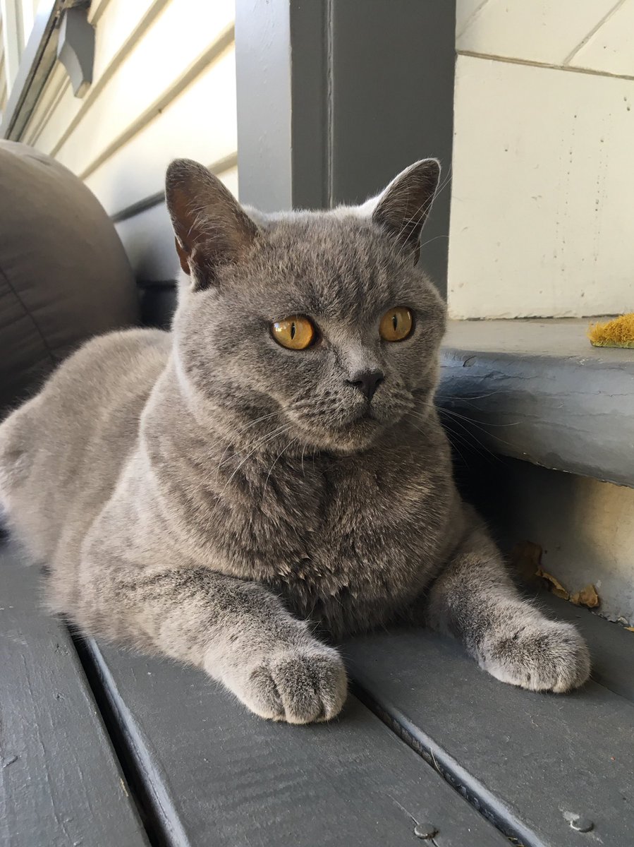beckeleven's tweet photo. It is with swollen crying eyes I have to say PussPuss was run over and killed on Wednesday. I’d seen him just ten mins before. He used his last breaths to get home to me, we raced to the vet but his injuries were not survivable. I’m broken as you can imagine. He was my rock. https://t.co/U1YiHG9bF6