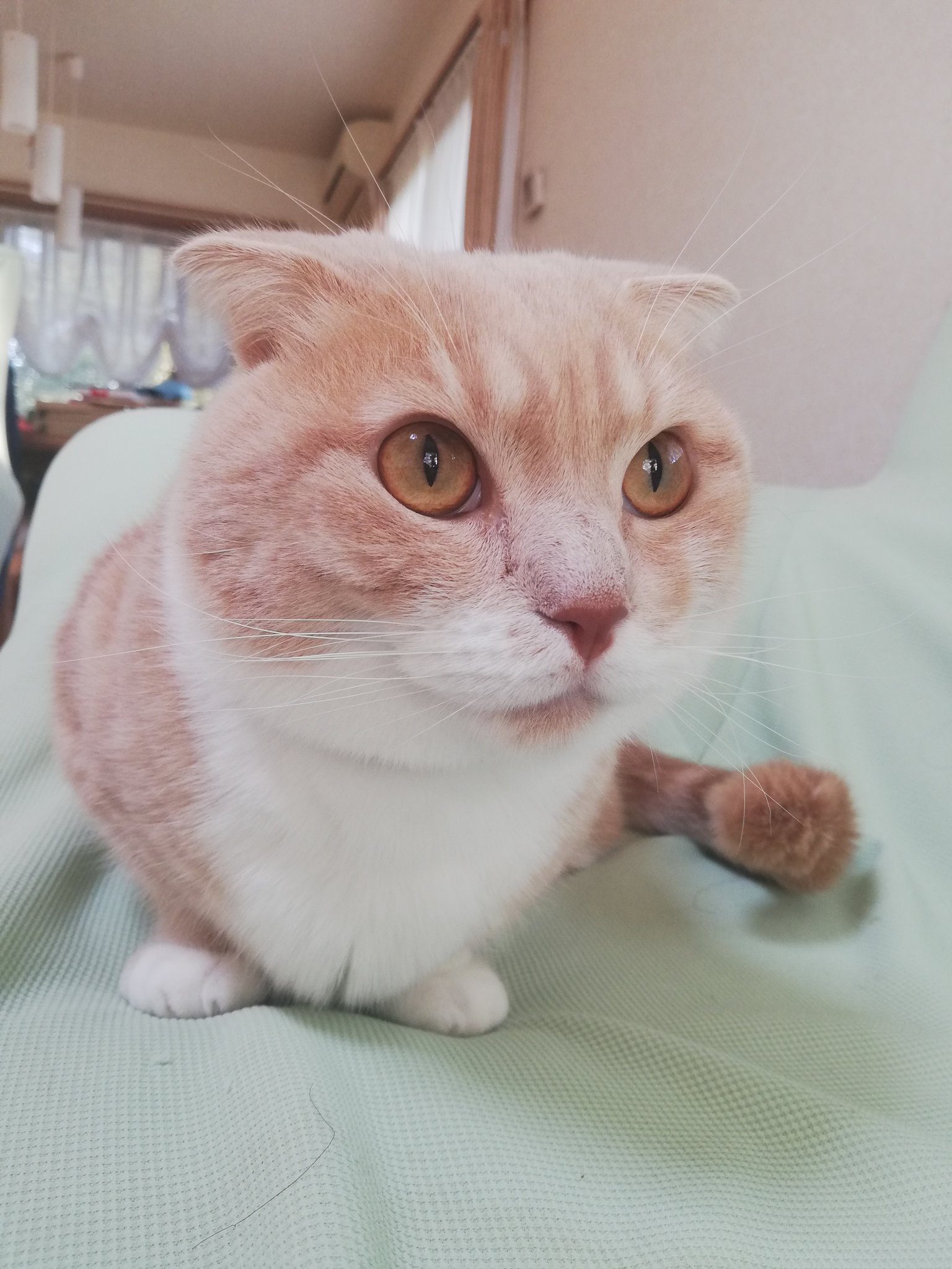 世界で１番可愛い猫 Twitter Search Twitter