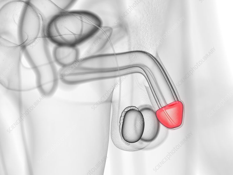 SurgeryLegends's tweet photo. TIL: Inflammation of the glans penis is called balanitis. Why? It comes from the Greek word ‘balanos’ which means acorn, do to the similarity in shape. Now you know! https://t.co/gtE0oWCLB0