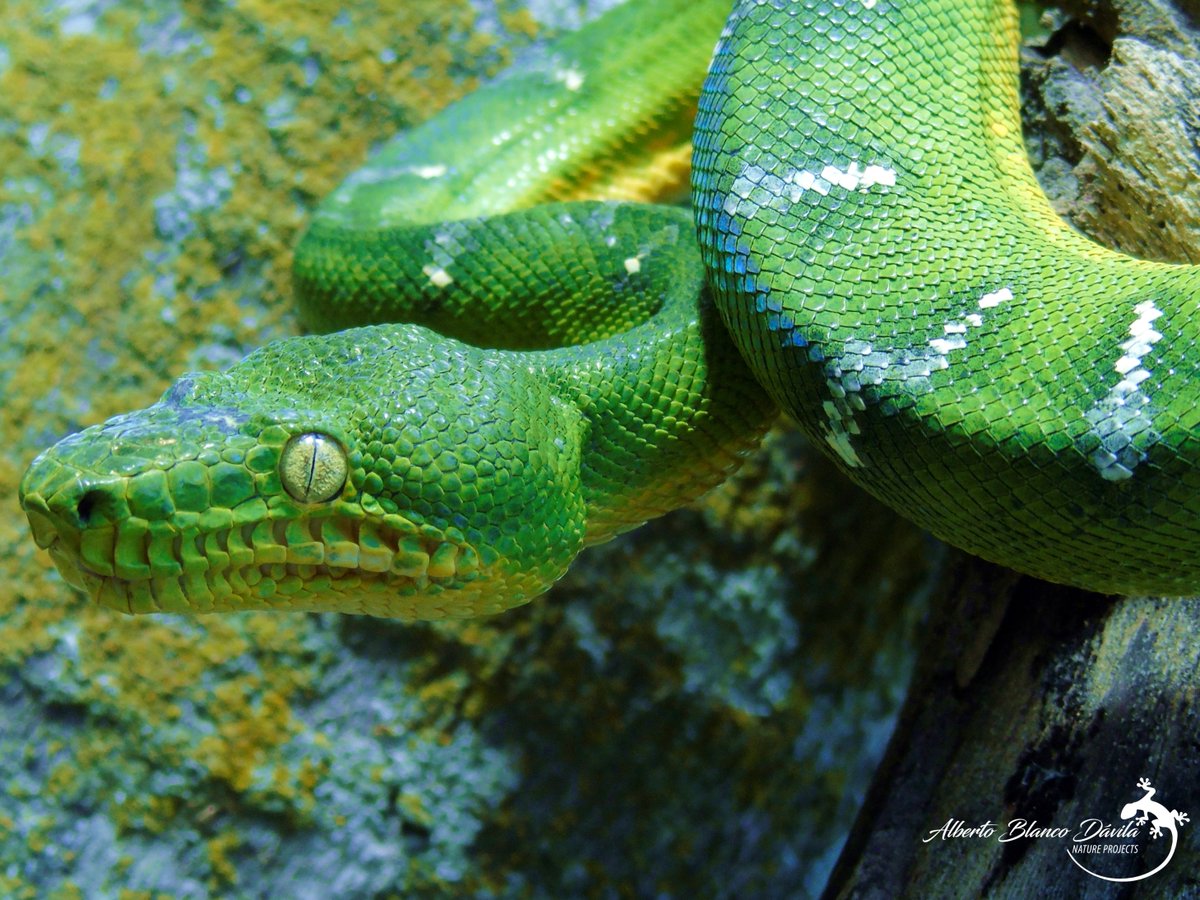 Explora_ABD's tweet photo. La Boa Esmeralda (Corallus caninus)
LA JOYA DE LA SELVA NEOTROPICAL
-
¿Quieres saber más sobre esta fascinante especie?
Entra en la cuenta de Instagram de #ExploraMagazine y entérate:
https://t.co/L5JvqIirKh
IG: @explora_oficial 
Foto: Alberto Blanco Dávila https://t.co/IWR2hFI1ru