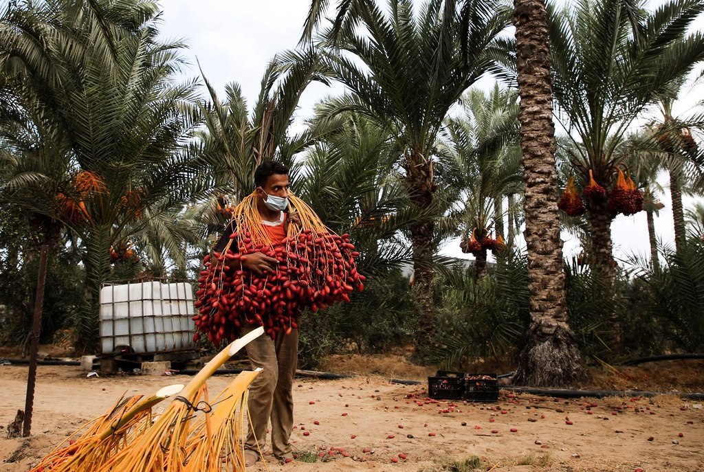 Dates harvesting in Gaza. pic.x.com/KRF5K0QpW2