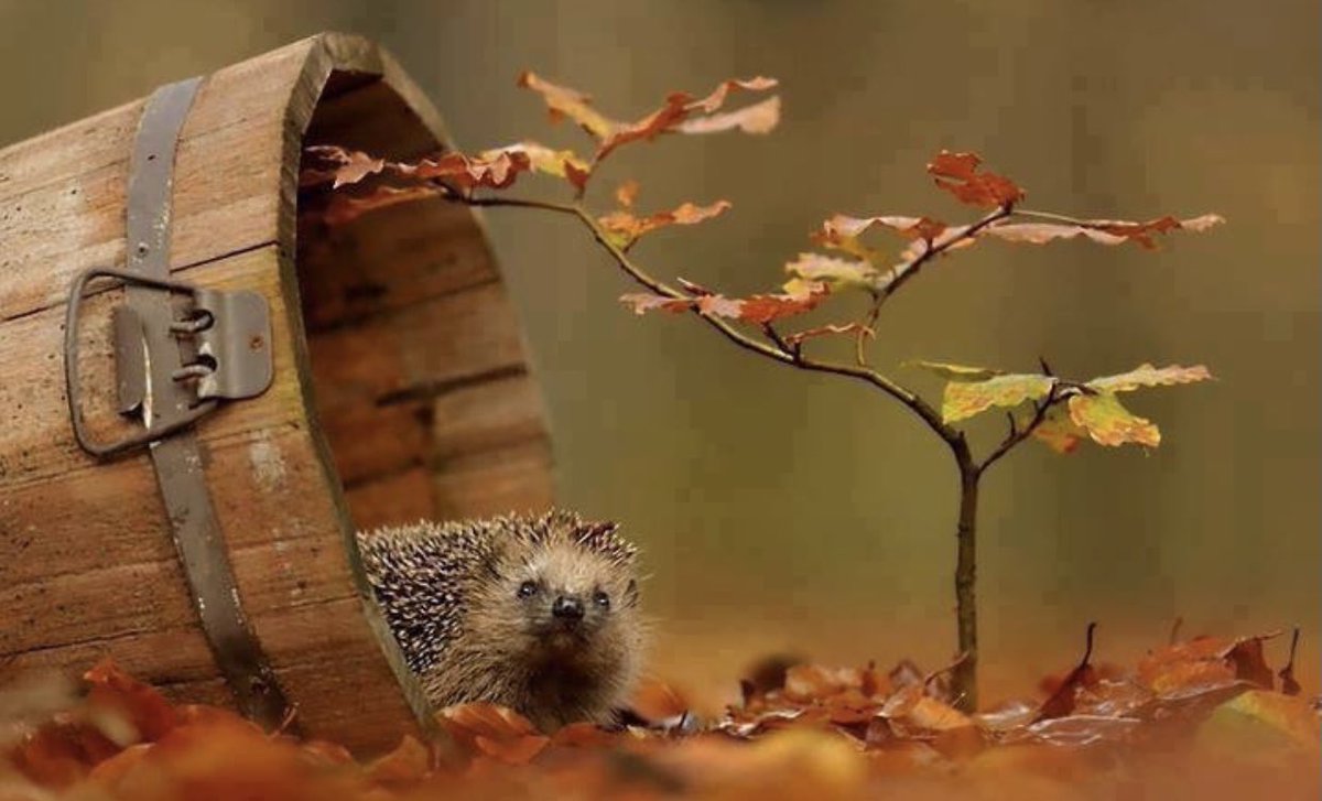 Hello October... 

May everyone have a wonderful new month ahead filled with love, peace and happiness! 
🍂🍁💛🍁🍂

~T~