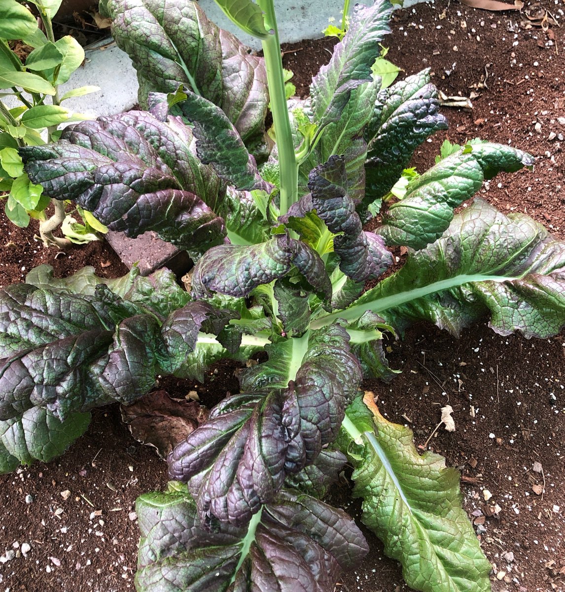 Come get some fresh grown #kale here from our garden in Las Vegas, NV! 🌞

#wondersoil #cococoir #garden #gardening #gardeners #gardenlife #growing #gardens #growyourown #plantlover #organicgarden #urbangarden #vegetablegarden #earthfriendly #vegan #planting #plantingseeds