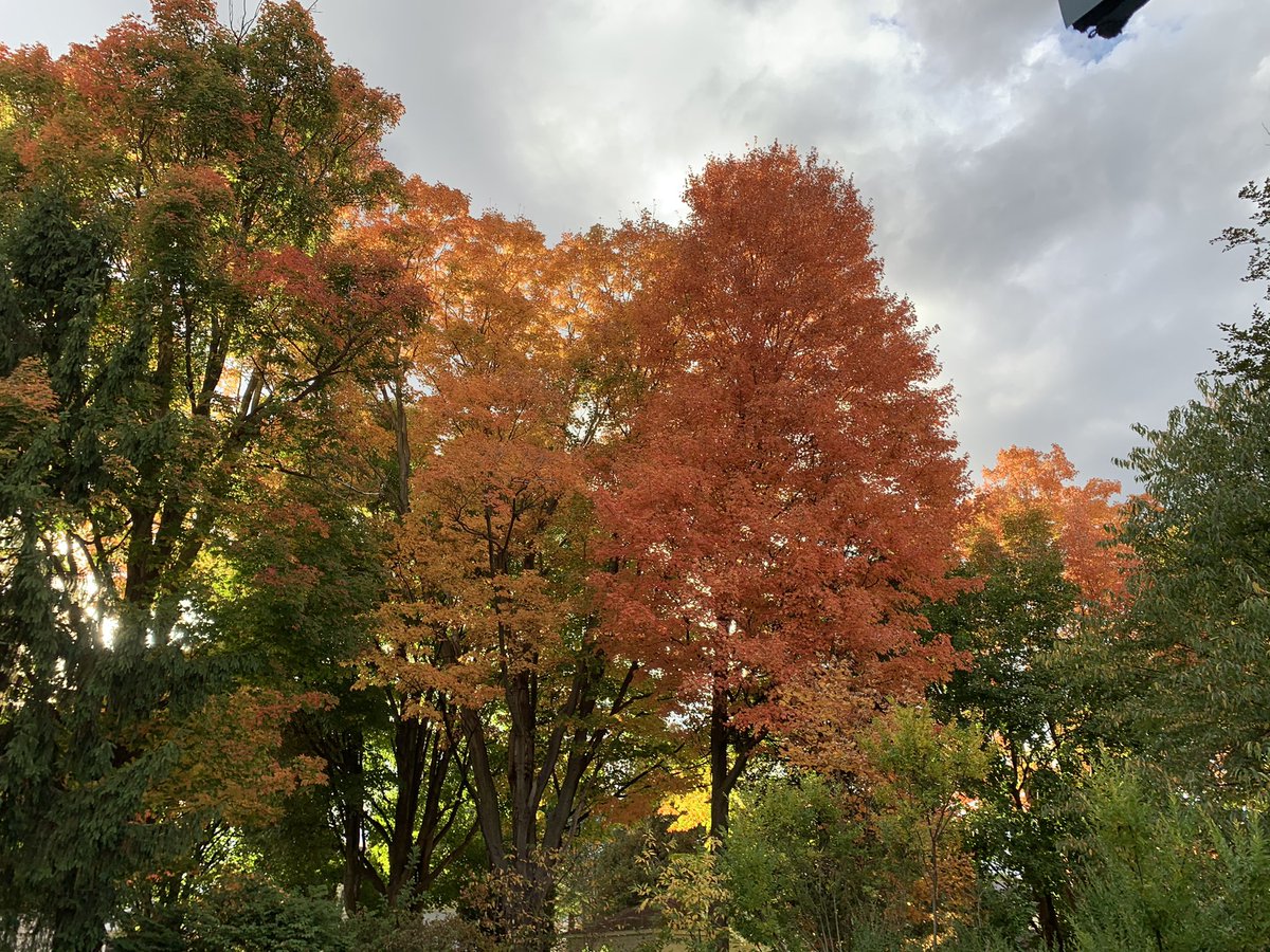 MagicMishka's tweet photo. I’m not posting a selfie so here’s some pictures I took in my backyard today. @mishacollins
#SaveUSVoteBlue https://t.co/G0ldd9Io5G