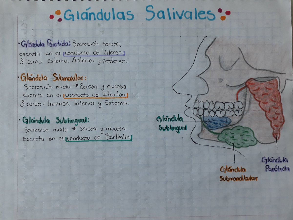 MariaFe44191922's tweet photo. #Glándulassalivales
@MariselaPonce7 https://t.co/0oQxxTieVb