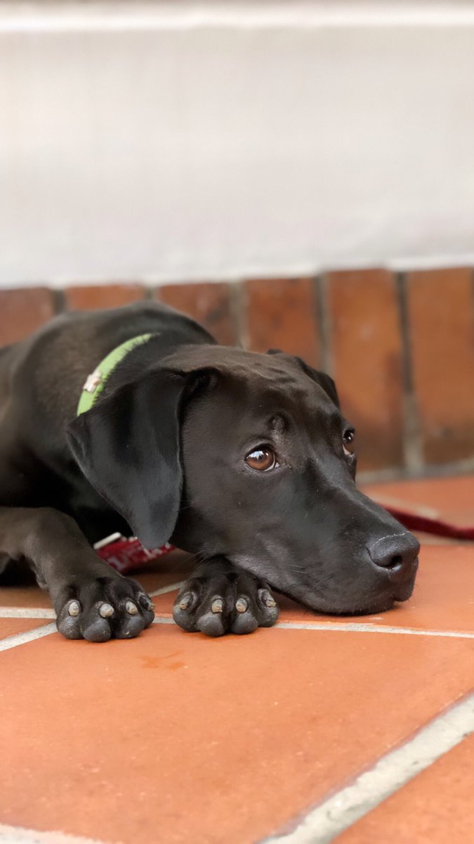anamsolanop's tweet photo. Llego esta perrita a mi conjunto, parece que está perdida. Tiene un collar verde con una estrella. Por favor ayúdenme a difundir. Cualquier información que tengan se pueden contactar al 3204162427. LAGOS DEL CACIQUE https://t.co/3zoe6fyNgl