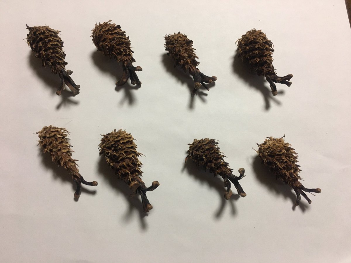 これからの季節 森にはエビフライが落ちている なぜ これに感動してる人は ゴールデンカムイ 読んでる Togetter