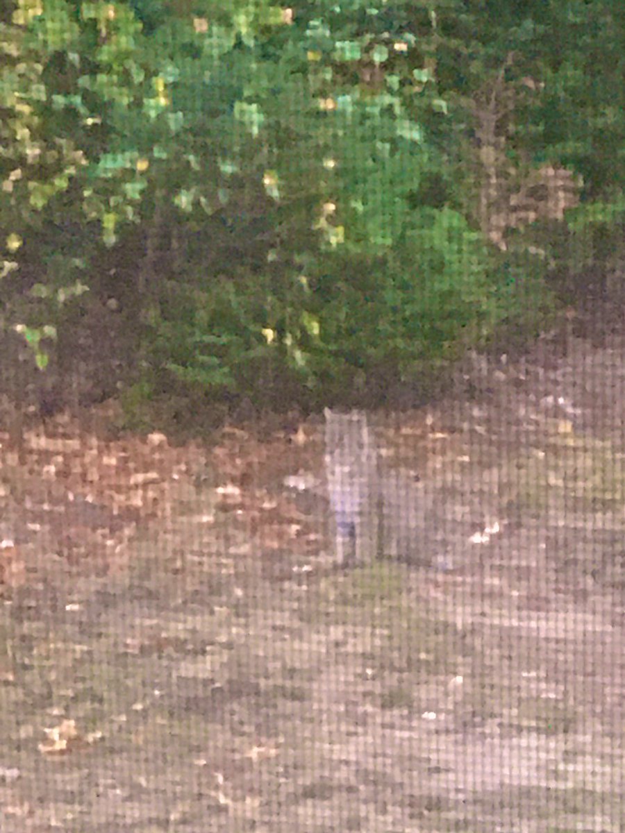 Twin_MountainNH's tweet photo. Bobcat in the backyard. I was curious who was responsible for the two piles of feathers Iβve seen recently. #bobcat #nh #northofthenotch https://t.co/ZUVQgjeIG2