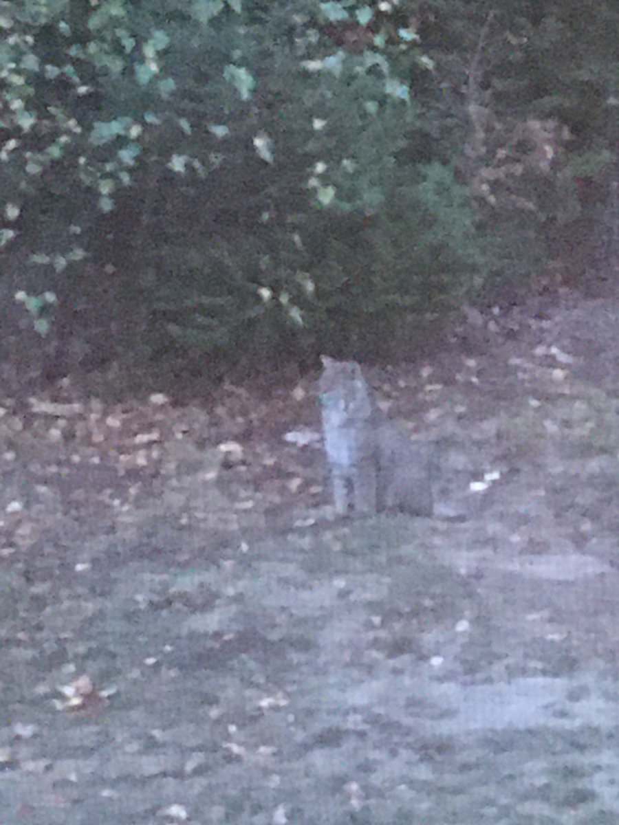 Twin_MountainNH's tweet photo. Bobcat in the backyard. I was curious who was responsible for the two piles of feathers Iβve seen recently. #bobcat #nh #northofthenotch https://t.co/ZUVQgjeIG2