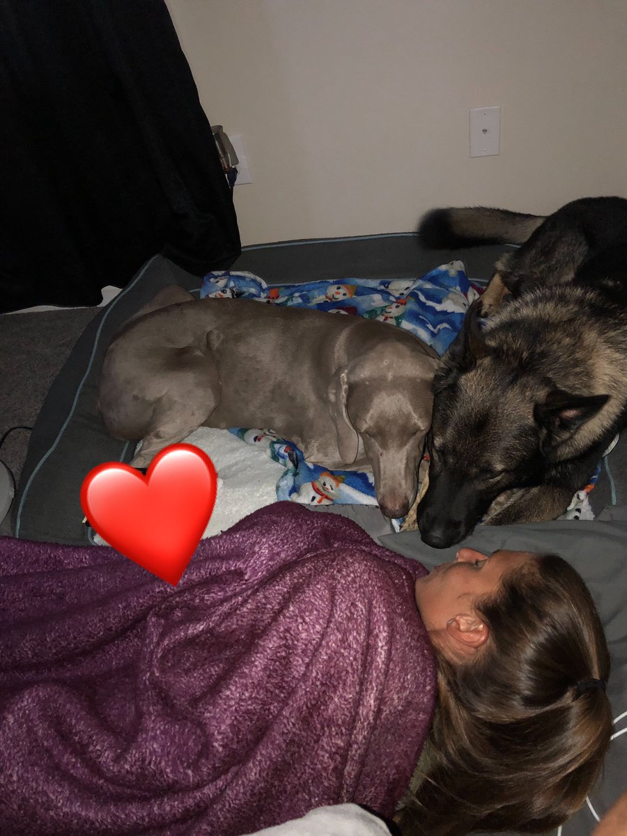 K9Apart's tweet photo. Goodnight β€οΈ#gsd #k9 #workingdog #weimaraner #oldman #bestfriends #nobetterview #k9apart https://t.co/6iSebKzphY
