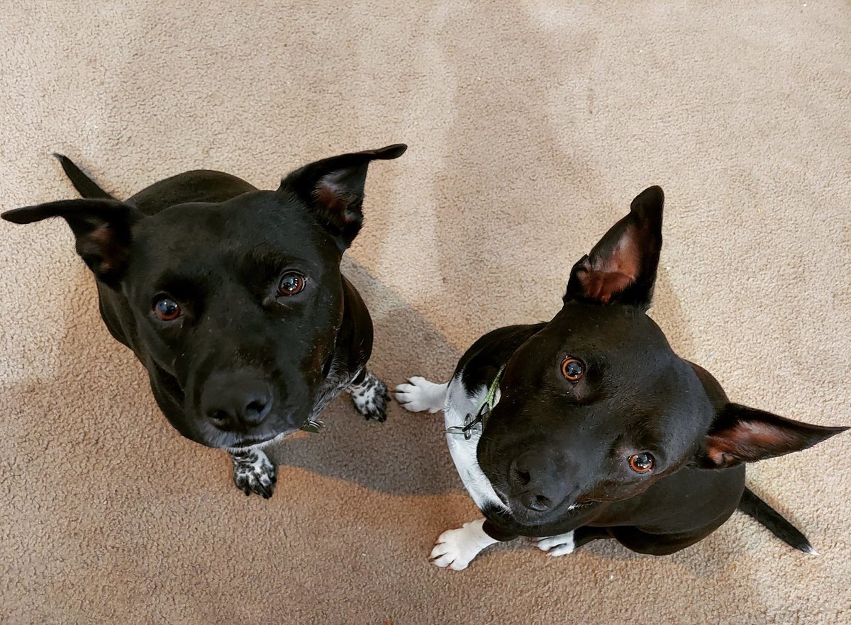 October 1st is National Black Dog Day, a holiday that encourages people to adopt black dogs, love black dogs, and appreciate black dogs.

#dogs
#DogsofTwittter
#mutts
#mongrels
#MongrelBrothers