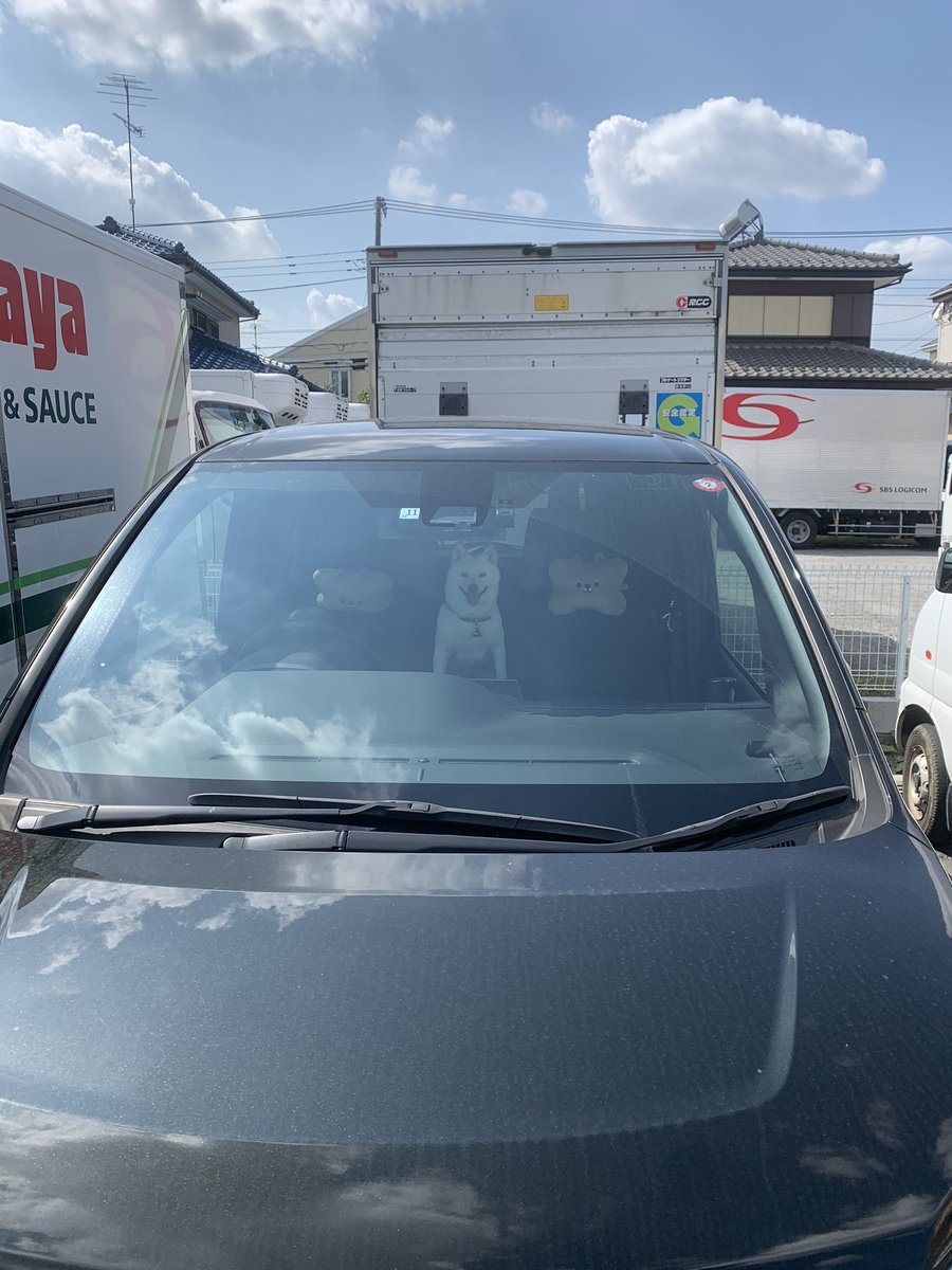 何でこんなことが出来るの⁉️
外は涼しくなったけど車内は蒸風呂。なのに🐶を置いて主人はランチを食べに。
🐶はハアハアしながら主人を待っている。
主人はうちに帰ってからランチを食べることもできるのに・・・
少しだからいいとかじゃないと思う。
絶対に許せない行為。
#車に置き去り
#動物虐待