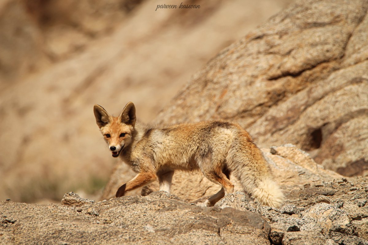 Diversity of landscapes. A Himalayan Red Fox roaming over a hill in Ladakh.