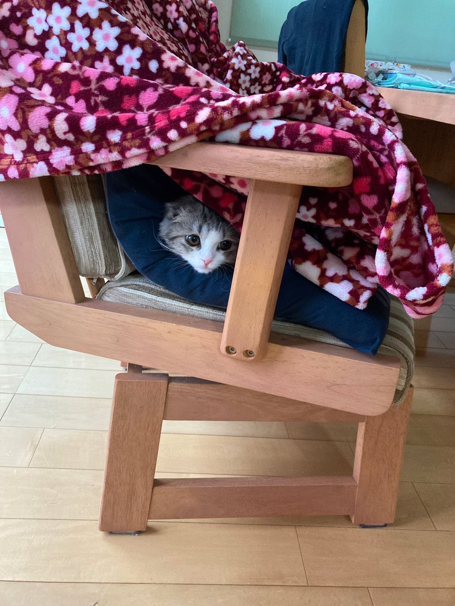 にこちゃん先輩 もう秋かぁ 猫 猫好き 猫がいる幸せ 猫好きさんと繋がりたい にこちゃん先輩 秋 きたかも 寒い 私 あざとい 石原さとみ 可愛い にこちゃん先輩 もう秋かぁ 猫 猫好き 猫がいる幸せ 猫好きさんと繋がりたい にこちゃん先輩 秋 きたかも 寒い 私 あざとい 石原さとみ 可愛い