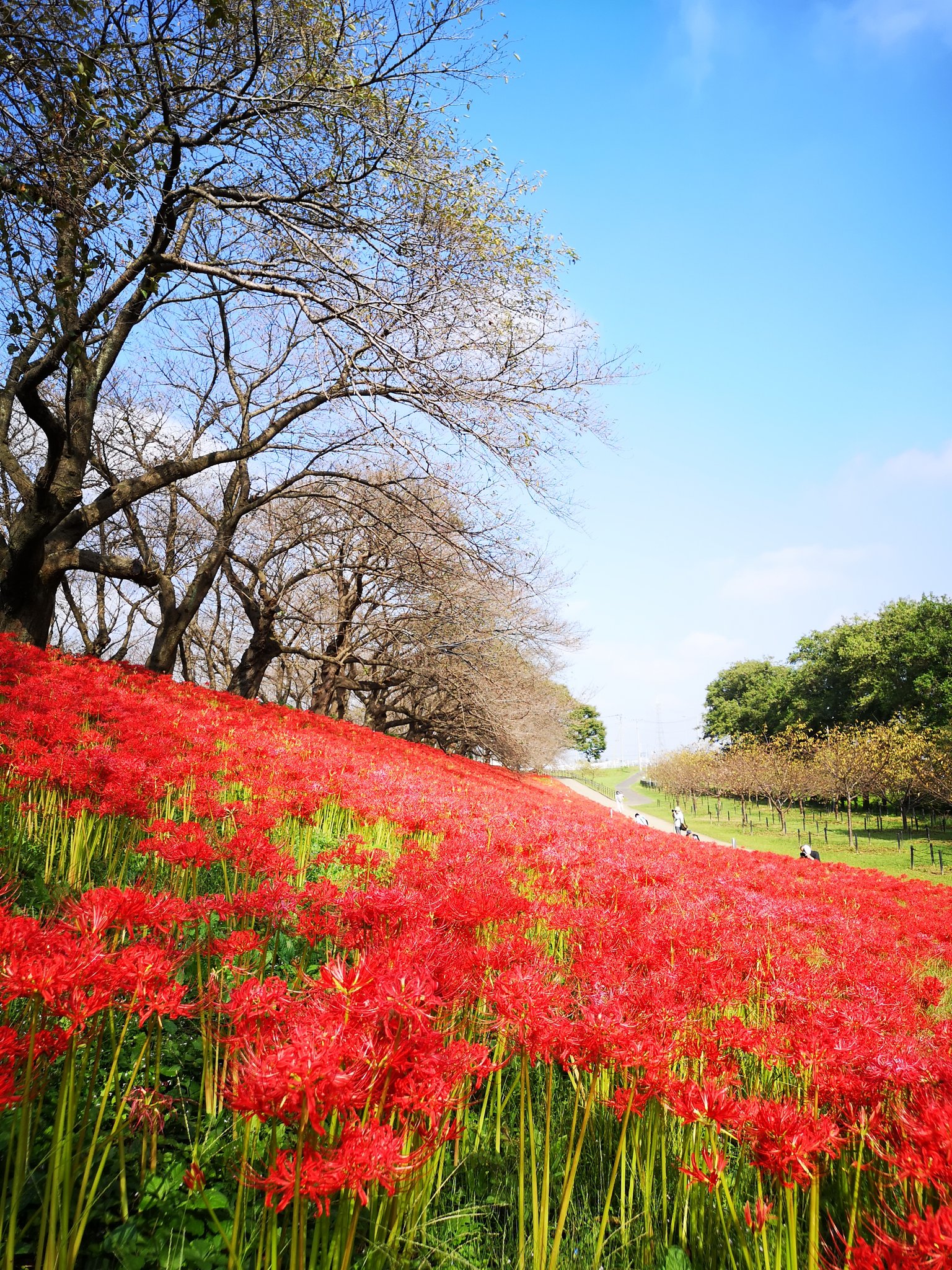 よんよん 申 早朝ですが 幸手市の権現堂公園に行ってきました 文字通り彼岸花が満開でした 週末も彼岸花を楽しめます 10時で駐車場が満車になりました 週末に車で行かれる方は要注意です 幸手市 権現堂公園 彼岸花 曼珠沙華 幸手権現堂公園 よんよん 申 早朝ですが 幸手市の権現堂公園に行ってきました 文字通り彼岸花が満開でした 週末も彼岸花を楽しめます 10時で駐車場が満車になりました 週末に車で行かれる方は要注意です 幸手市 権現堂公園 彼岸花 曼珠沙華 幸手権現堂公園