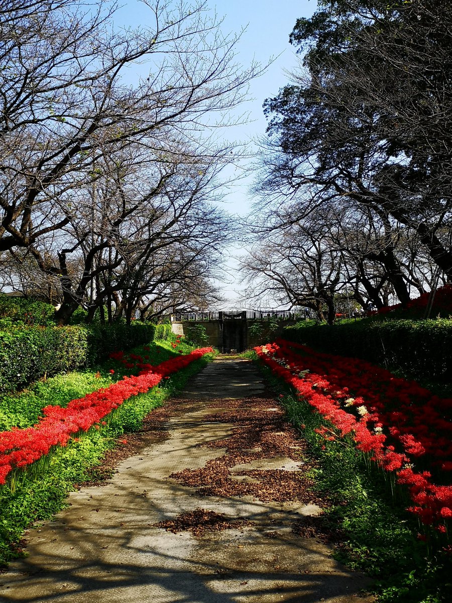 よんよん 申 早朝ですが 幸手市の権現堂公園に行ってきました 文字通り彼岸花が満開でした 週末も彼岸花を楽しめます 10時で駐車場が満車になりました 週末に車で行かれる方は要注意です 幸手市 権現堂公園 彼岸花 曼珠沙華 幸手権現堂公園 よんよん 申 早朝ですが 幸手市の権現堂公園に行ってきました 文字通り彼岸花が満開でした 週末も彼岸花を楽しめます 10時で駐車場が満車になりました 週末に車で行かれる方は要注意です 幸手市 権現堂公園 彼岸花 曼珠沙華 幸手権現堂公園