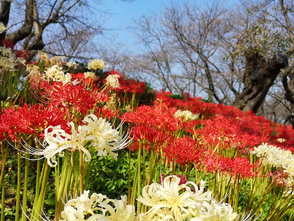 よんよん 申 早朝ですが 幸手市の権現堂公園に行ってきました 文字通り彼岸花が満開でした 週末も彼岸花を楽しめます 10時で駐車場が満車になりました 週末に車で行かれる方は要注意です 幸手市 権現堂公園 彼岸花 曼珠沙華 幸手権現堂公園 よんよん 申 早朝ですが 幸手市の権現堂公園に行ってきました 文字通り彼岸花が満開でした 週末も彼岸花を楽しめます 10時で駐車場が満車になりました 週末に車で行かれる方は要注意です 幸手市 権現堂公園 彼岸花 曼珠沙華 幸手権現堂公園