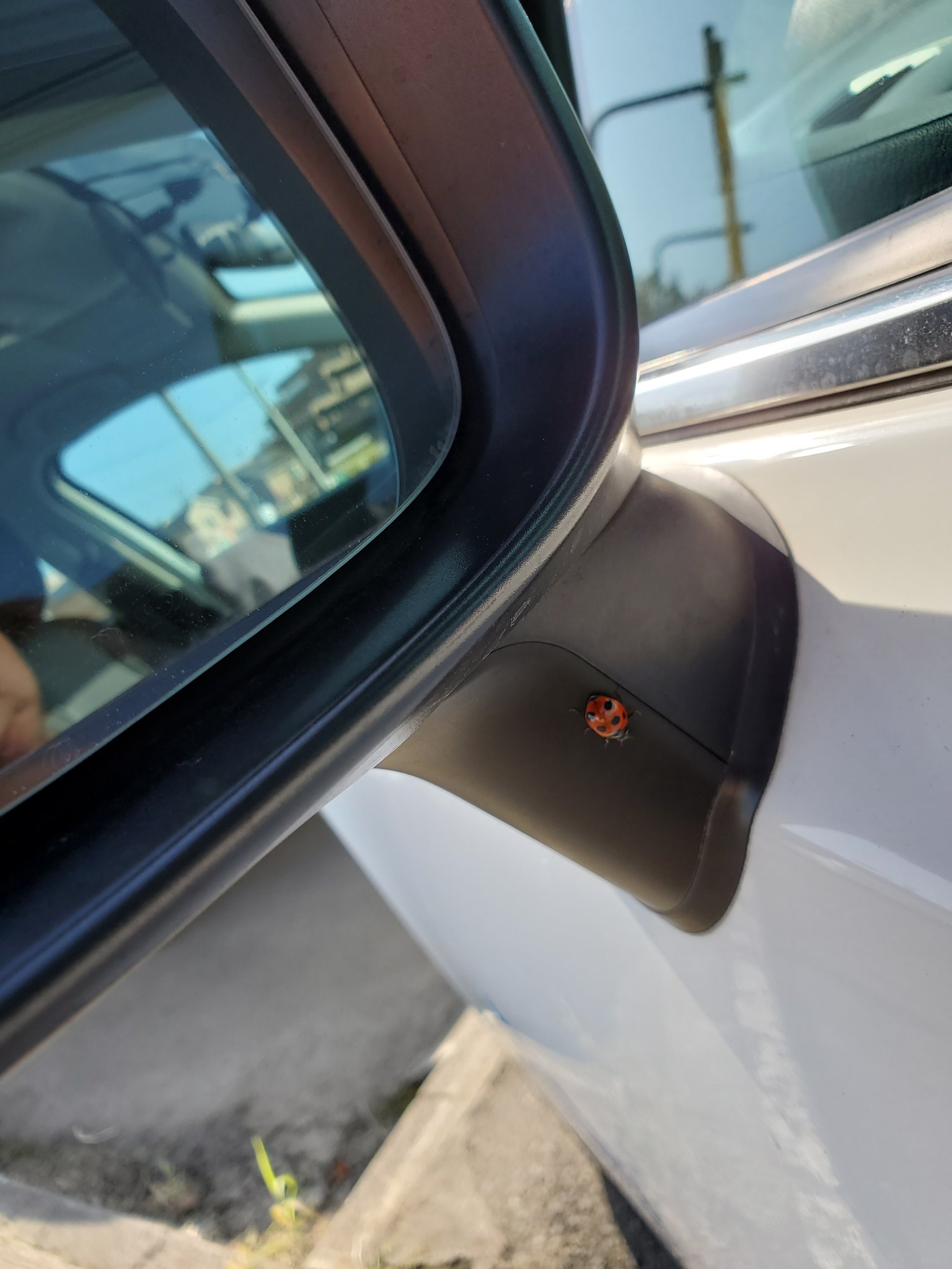 Kantoモータースクール溝ノ口校 こんにちは 今朝 教習車の清掃をしていたら可愛いお客様が しかも左にも右にも てんとう虫 と言えば スピリチュアルでは 幸運のシンボル で 見るだけでも幸運の報せと言われています 皆さんにも良いことあります