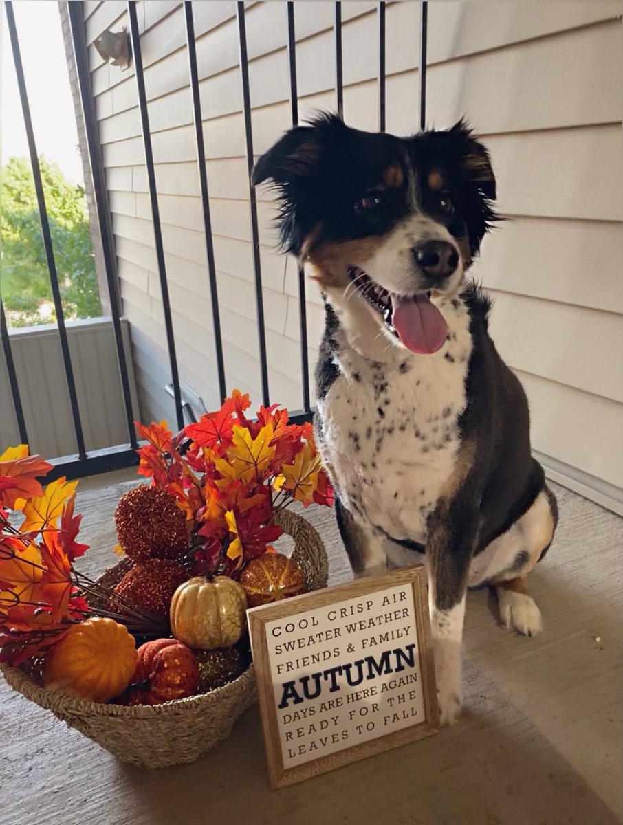 LewisKaytlynn's tweet photo. HAPPY SPOOKY SEASON 🎃 https://t.co/bG6IGUhp2N