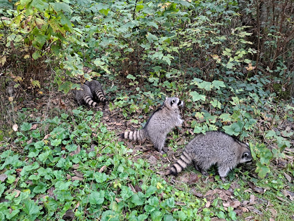 brittanyru_'s tweet photo. Started working at a wildlife refuge last week and just got to release my first set of babies I've been looking after and honestly 2020 just keeps getting better for me https://t.co/PcnErvu0CA
