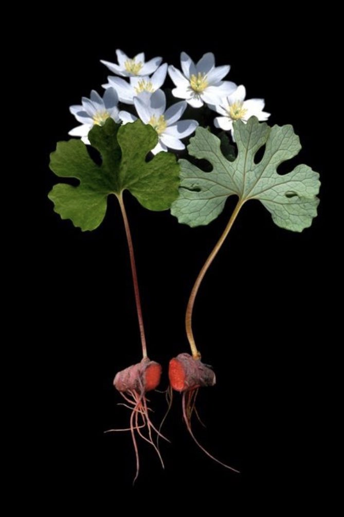 Tam not Lin tweet media