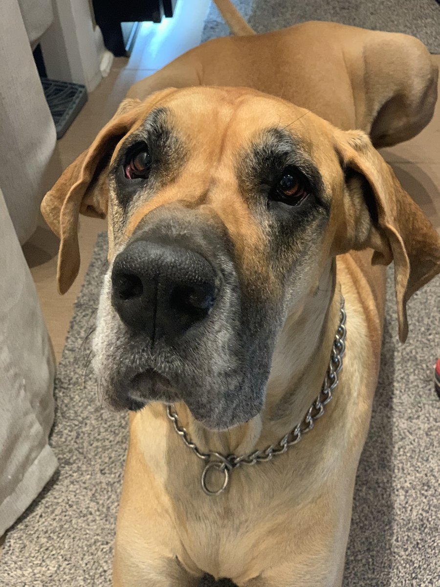JMiodynski's tweet photo. My handsome shadow, Milo Herbert James the 3rd!! 🥰 #greatdanelove #bigbuffoon https://t.co/zTPipxvZUF