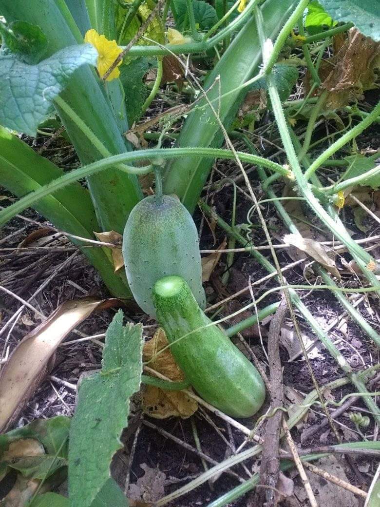 Fresh organic cucumber from #Ambrym island in #Vanuatu.