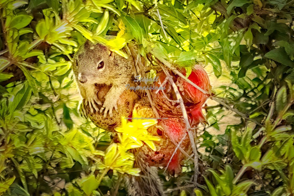 StigallImpress1's tweet photo. Visit my Facebook page: https://t.co/SRYnQ9Xpof  Follow me on Twitter: @StigallImpress1 or on Instagram: @stigallimpressions  #photography #nature #travel #landscape #life #tombstone #TombstoneArizona #TombstoneAZ #arizona https://t.co/TlSqLJ9Cnw