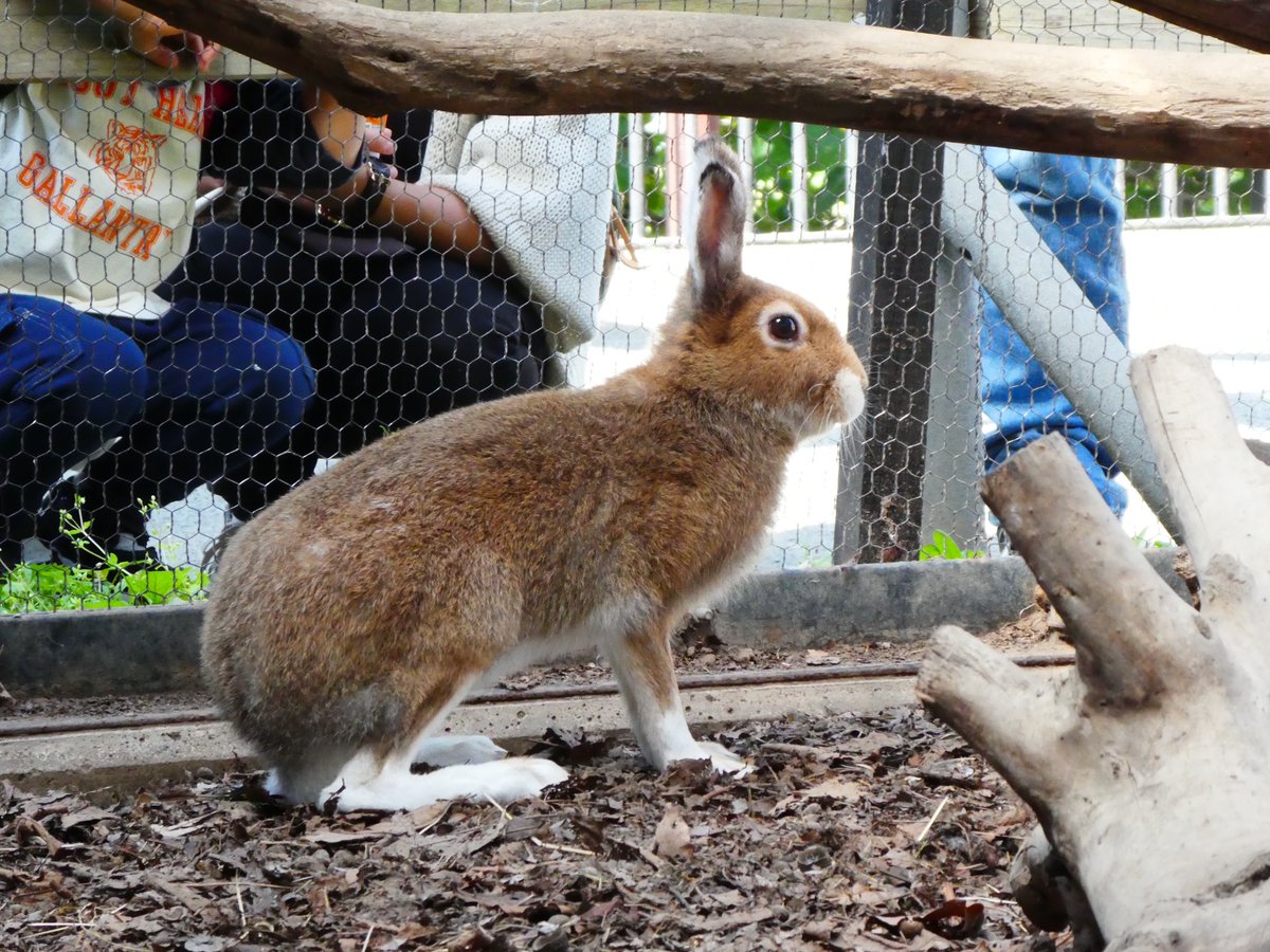 旭川市旭山動物園 公式 エゾユキウサギの換毛が始まりました 夏毛から冬毛に変わるときは足先や耳から白くなっていきます 旭山動物園 Asahiyamazoo エゾユキウサギ Mountainhare 北海道産動物舎 旭川市旭山動物園 公式 エゾユキウサギの換毛が始まりました 夏毛から冬毛に変わるときは足先や耳から白くなっていきます 旭山動物園 Asahiyamazoo エゾユキウサギ Mountainhare 北海道産動物舎