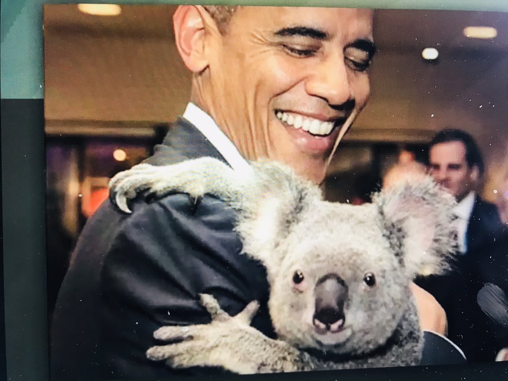 CedricFeschotte's tweet image. My fav image from #UppTransposon2020 thus far (stolen from Saba Mottaghinia cool talk on koala endogenous retroviruses - watch out Mr President)