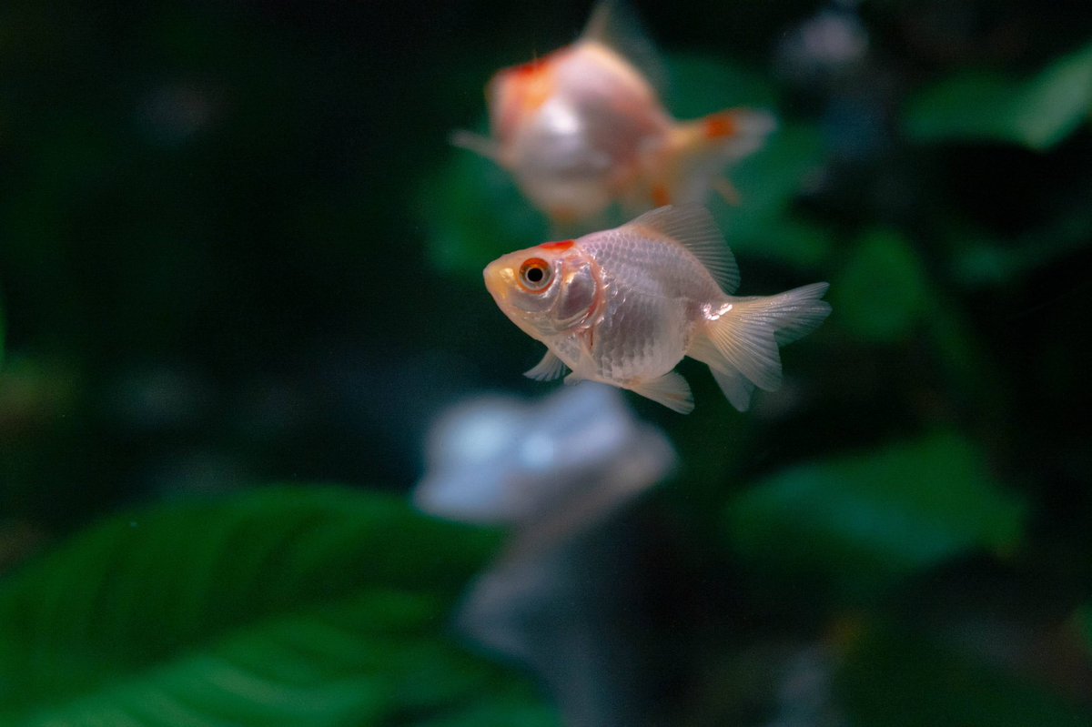kooo_yeah's tweet photo. 金魚ってなんでこんなに美しいんだろう。

延々に見てられた

#キリトリセカイ
#写真好きな人と繫がりたい 
#写真撮ってる人と繋がりたい
#カメラ好きな人と繋がりたい
#ファインダー越しの私の世界
#アートアクアリウム https://t.co/8ulUAS77eB