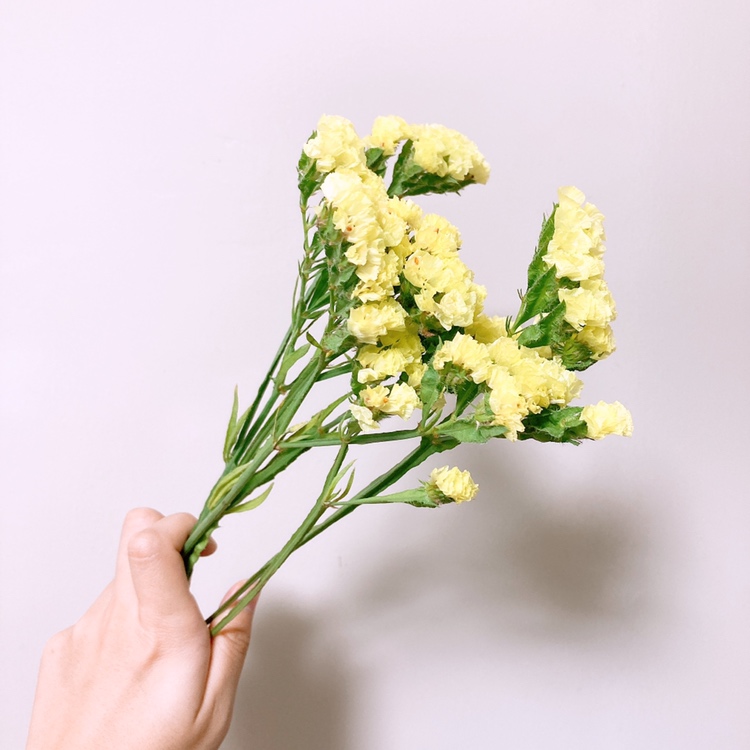 ハナノヒ 公式 お花のサブスク 今日のイイハナはスターチス リモニウムとも呼ばれます 花 のように見える部分は 実は花びらではなく 萼 がく なんです 本来の花はその内側にあり 小さいため目立ちません 乾燥しても退色しないのでドライ