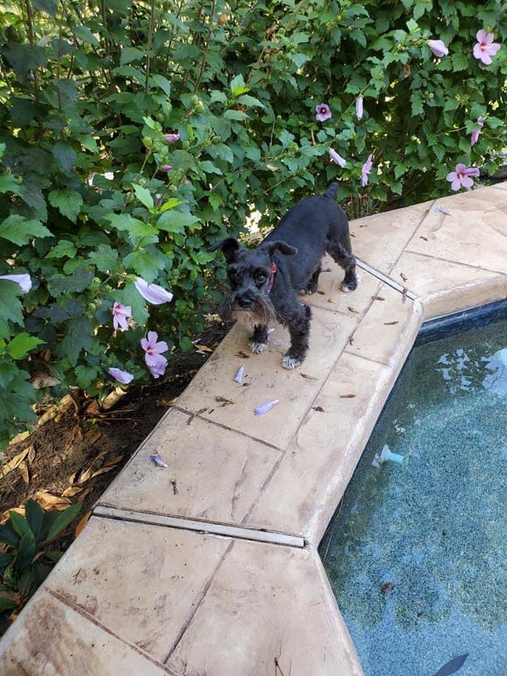 kmb2000's tweet photo. It’s National Black Dog Day! Clarisse’s day!!!
#blackminisrule
#msrh
#adoptdontshop https://t.co/0Xfm6UMvJw