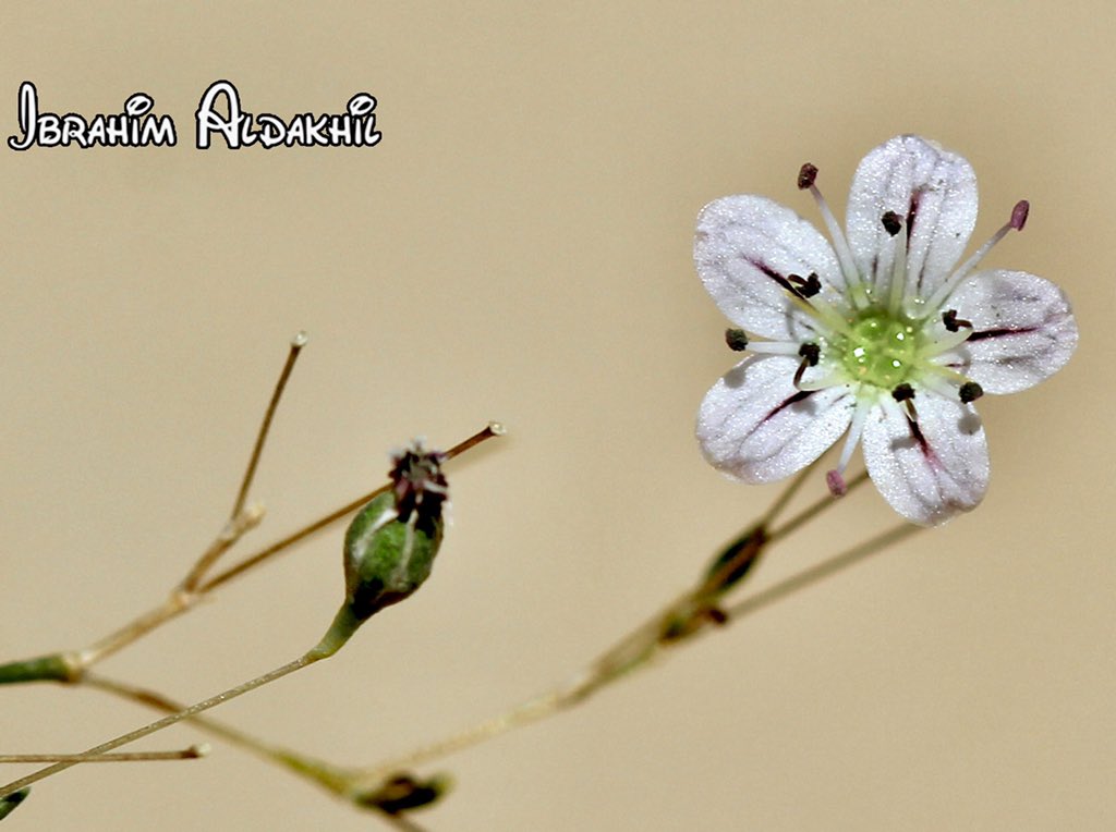 أزهار عشبة الضبي ، طيرة بوهه 
Gypsophila capillaris 
#Caryophyllaceae
#صباح_الخير 
#صباحيات_بيئية
#اللهم_صل_وسلم_على_نبينا_محمد