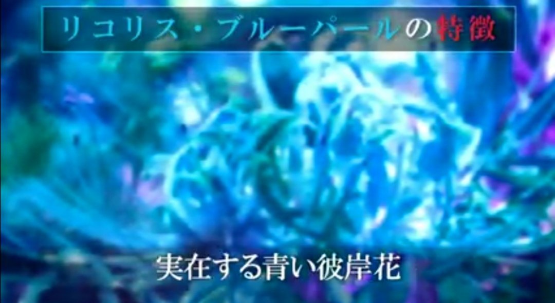 ブラックジャックくるみ味bjk U7effjcovcmlpn6 白いリコリス 彼岸花 を ファンタジーの ロイヤルブルーで 染めたものです 本当の青い彼岸花は ブルーパールといって 色が薄くて夕方にしか 青が映えません 希少価値なので球根でしか 出回ってい