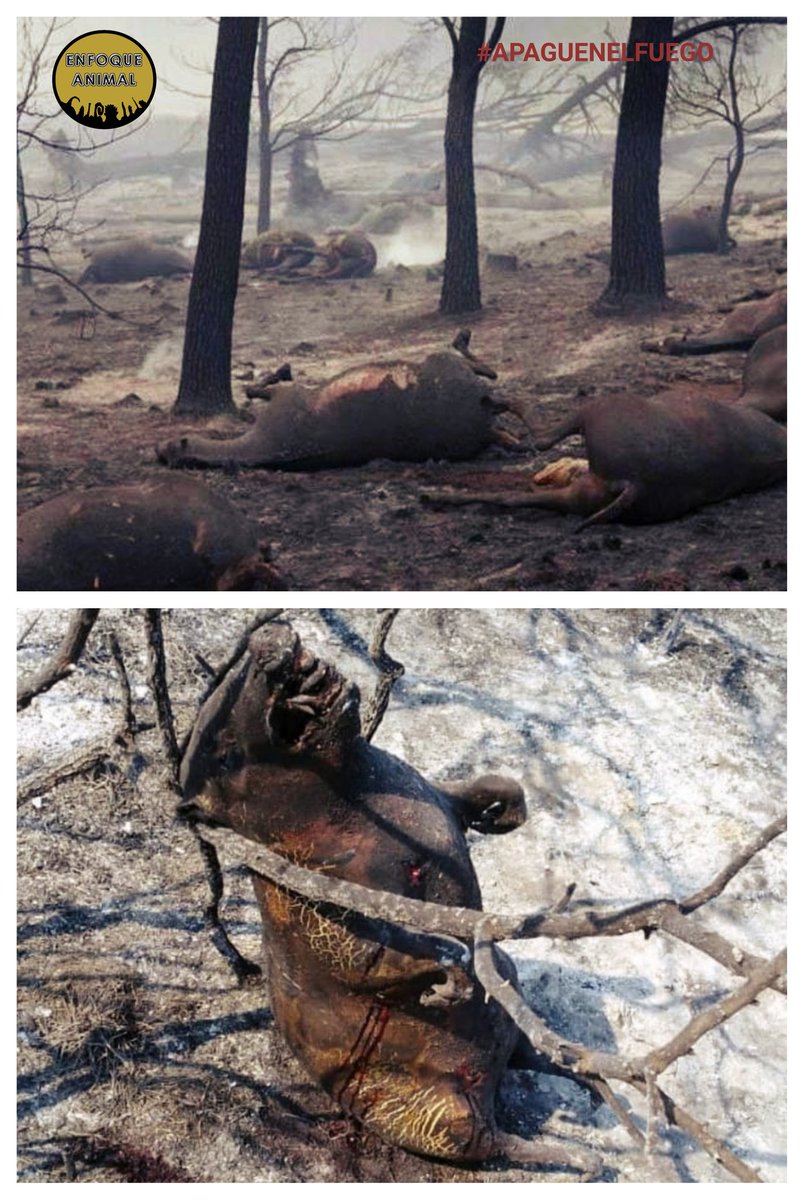 Enfoque_Animal's tweet photo. #apaguenelfuego Sabemos que los incendios no son un accidente, no es casualidad. Las empresas ganaderas y las grandes constructoras se enceguecen por dinero y ganan terrenos de esta manera. Pero todos los ciudadanos ya no somos ingenuos, no se puede ser ajeno a toda esta barbarie https://t.co/O8VDYEKlSz